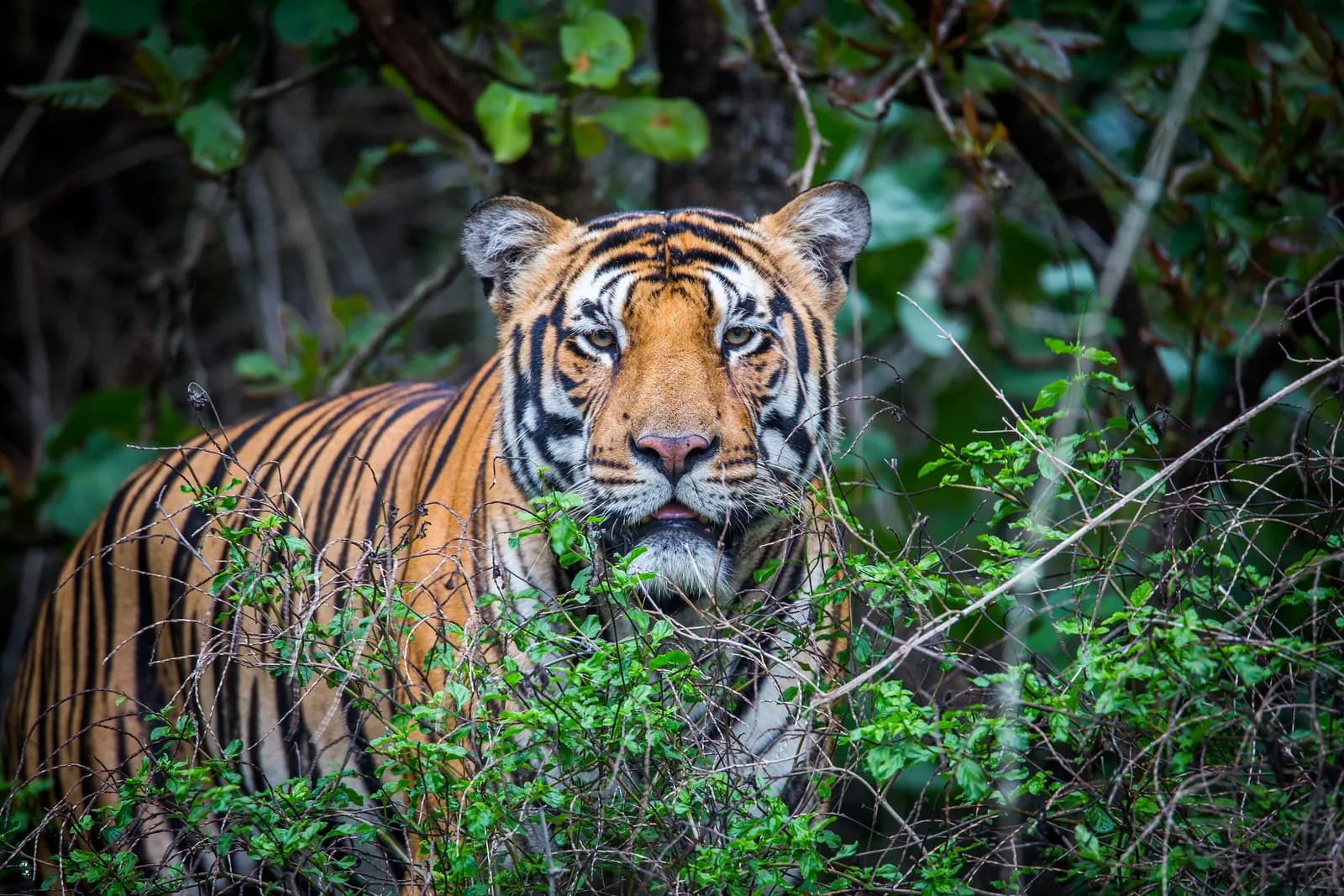 Bhadra Wildlife Sanctuary (Muthodi)